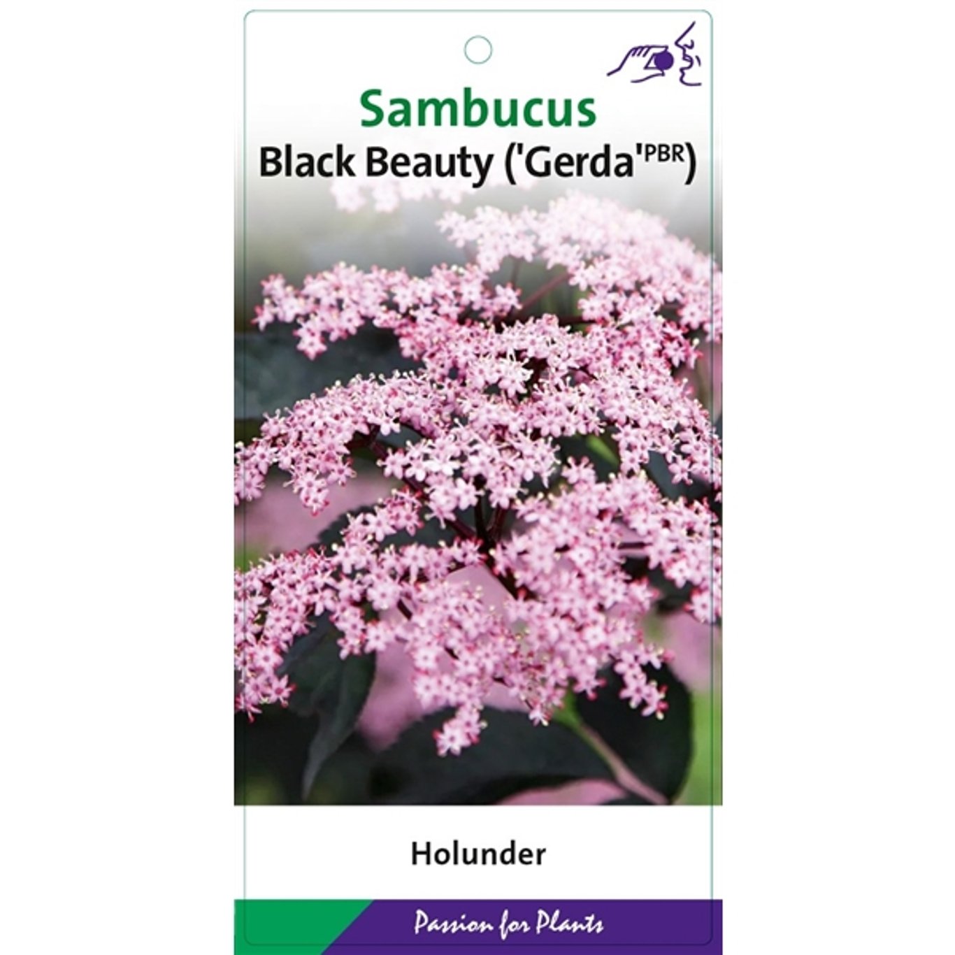 Sambucus nigra 'Black Beauty' ® - C7.5 60-80 CM